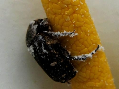 カラーの花粉を食べるコアオハナムグリ(5月)