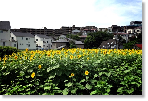 上大岡のひまわり畑