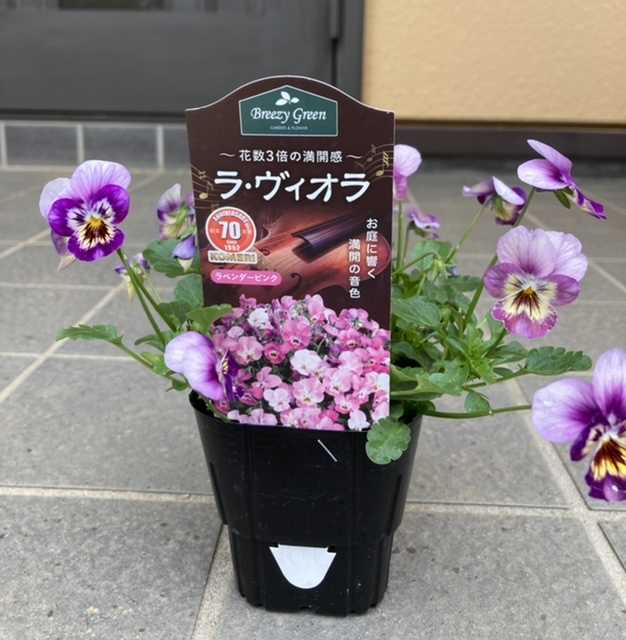 春ガーデンに向けて「ラ・ヴィオラとダイアンサスを植え付け」 | 我が家の菜園日記 ～晴れ時々曇り～ - 楽天ブログ