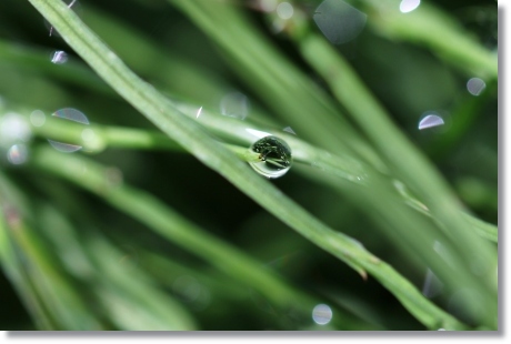 自宅の庭-9 水滴-9 14.5.27