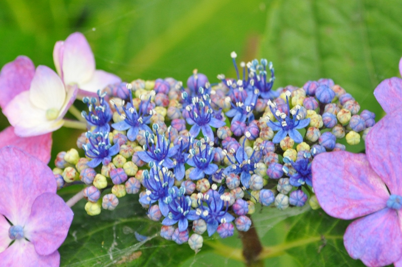 Ａ・紫陽花.jpg