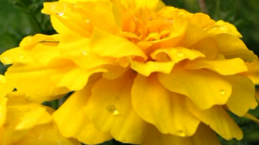 20160712マリーゴールド黄色12-2