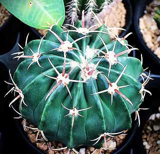 エキノカクタス　綾波モンスト　サボテン Echinocactus texensis エキノカクタス 綾波 サボテン | plants