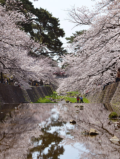 夙川～苦楽園界隈　桜、満開