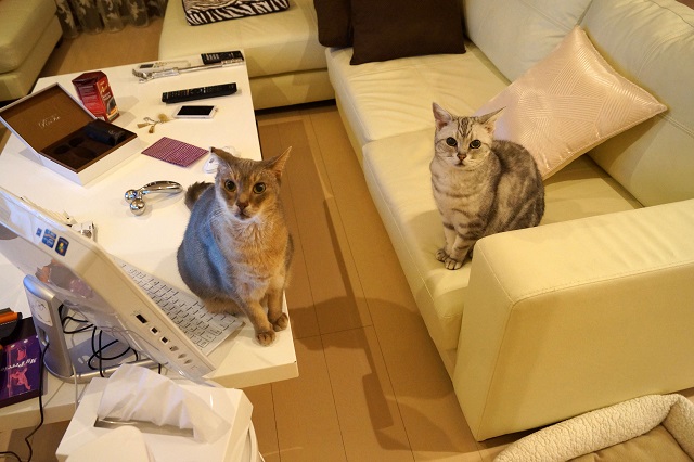 DSC00161-1.jpg