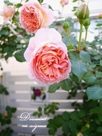 2016.5.10 バラ 開花.JPG