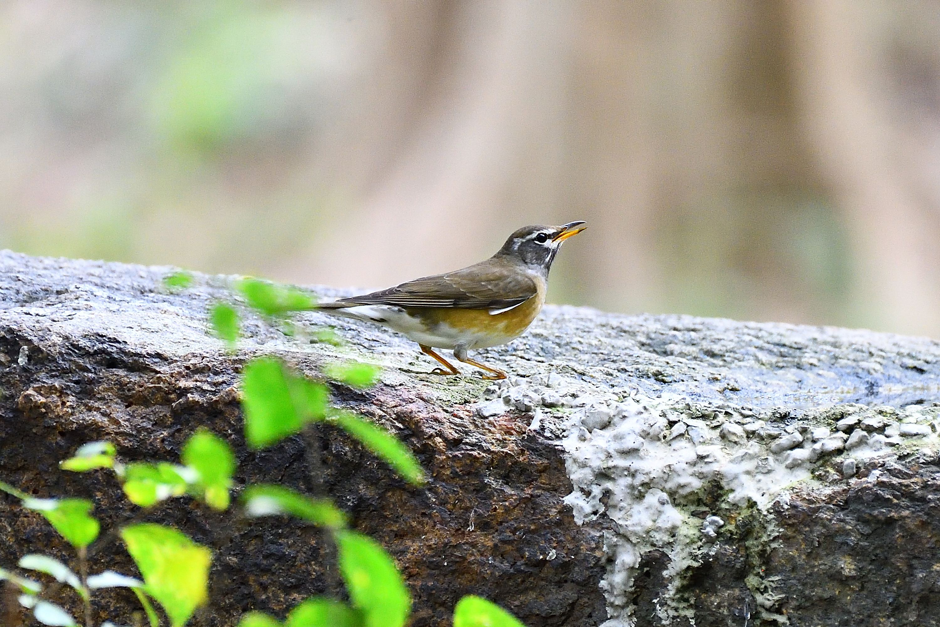冬鳥がメインになってきた 大阪城公園にて 野鳥との日常生活を綴る 楽天ブログ