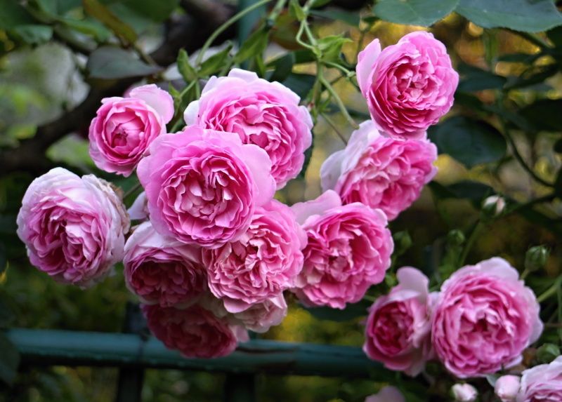 ジャスミーナ バラと可愛い花たち 楽天ブログ
