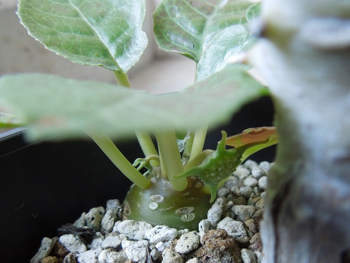 ヴィグイエリ7-6ｰ1