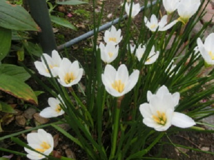 ゼフィランサス