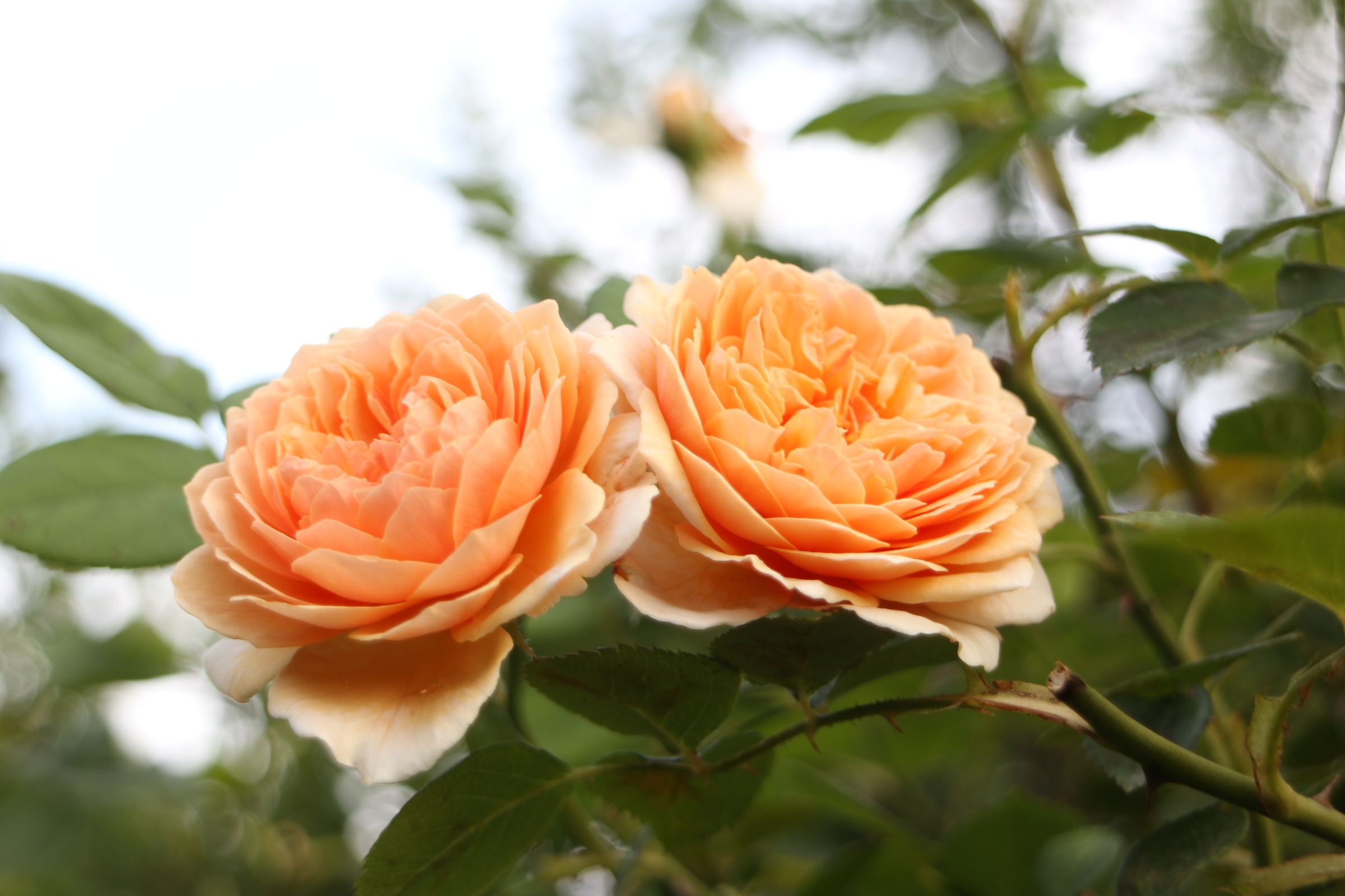 クラウンプリンセスマルガリータ バラと可愛い花たち 楽天ブログ