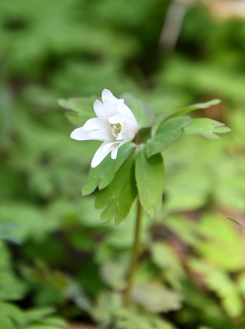 自然公園に咲く花 アズマイチゲ アマナ ヒトリシズカ シュンラン Himekyonの部屋 楽天ブログ
