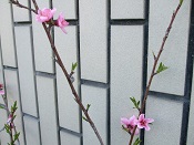 2015年いちご狩り
