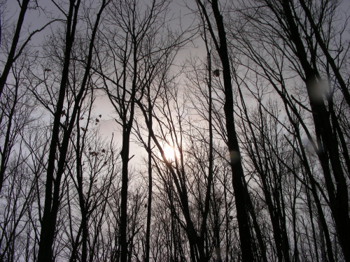 2017-03-24mori (4).JPG