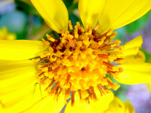 雄性期の花とごく一部の雌性期