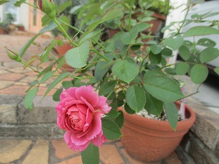 IMG_0712ss.jpg