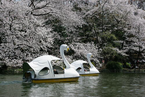 井の頭恩賜公園の桜