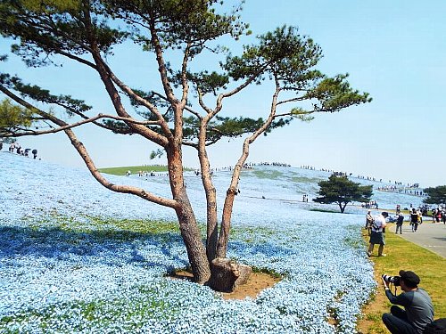 Nemophila-134-b.jpg
