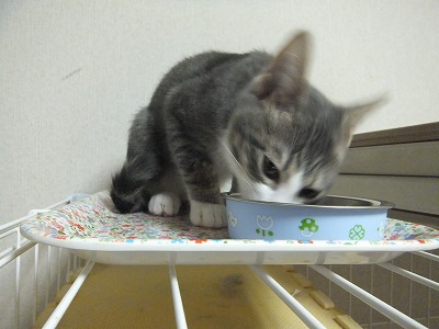 オーちゃん