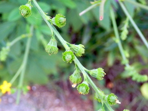 キンミズヒキの若いひっつき虫