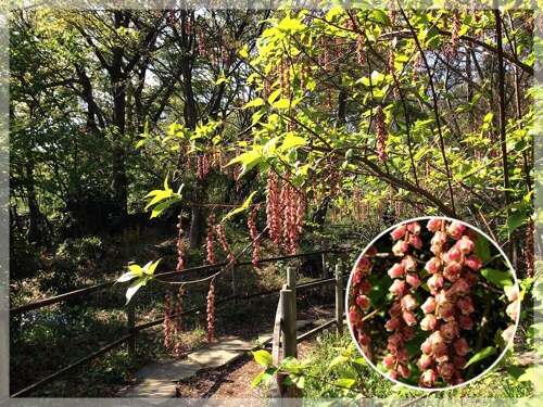 フラワーセンター大船植物園のキブシ(赤)