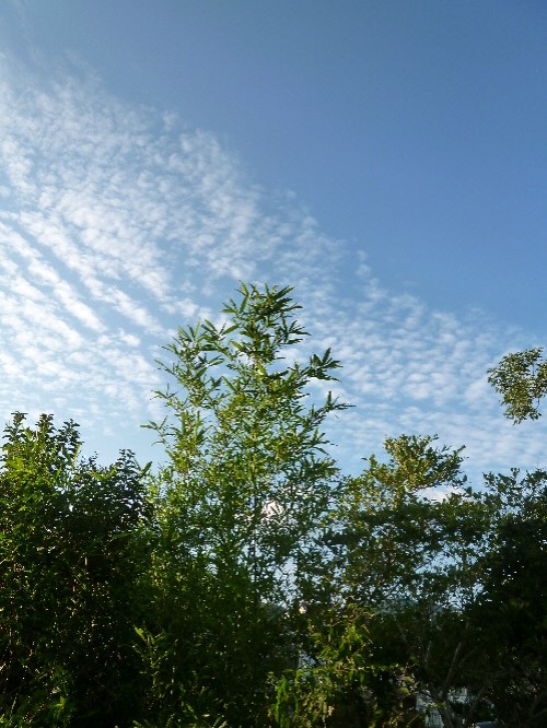 P1120982(1).JPG