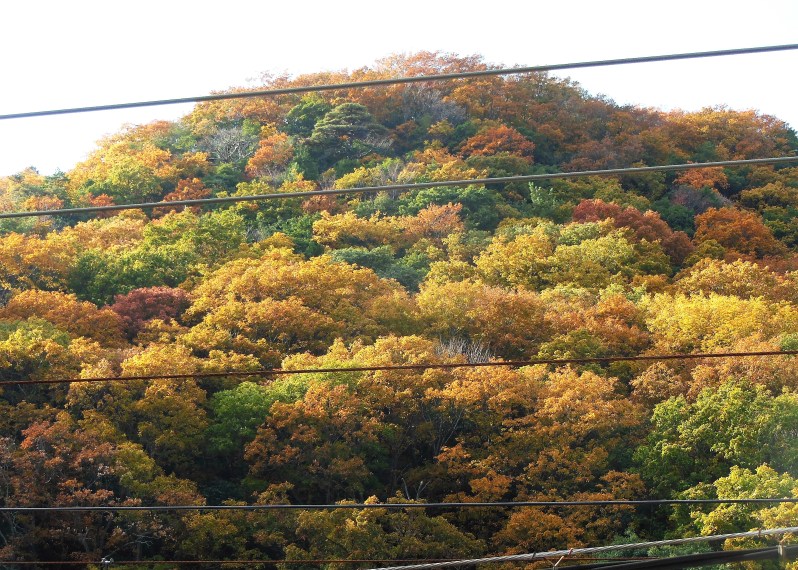 石井ダムの黄葉　10.jpg