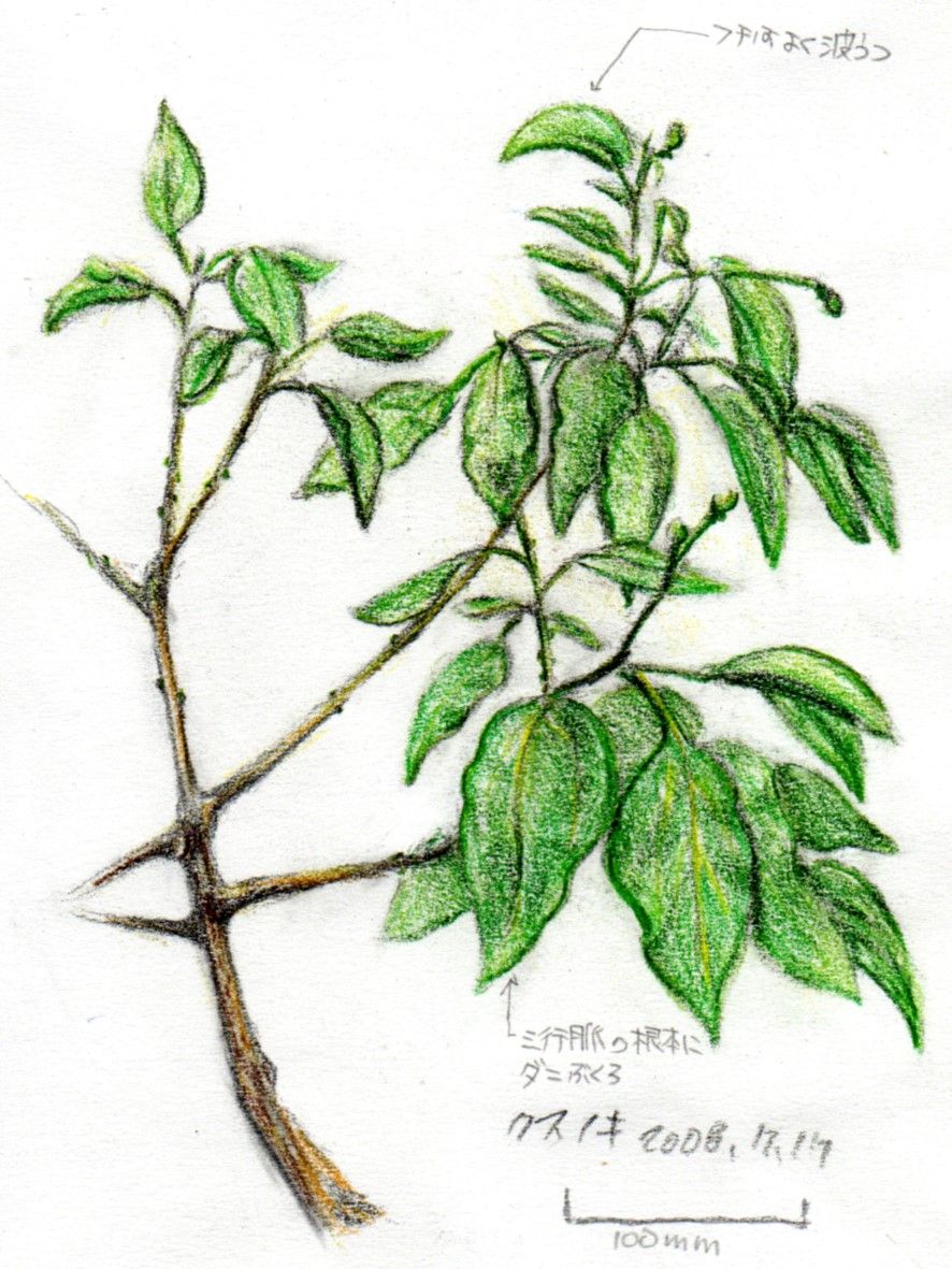 カリスマカラーで描く植物イラスト 著作権フリーイラスト 画材マニアのアートブログ 楽天ブログ