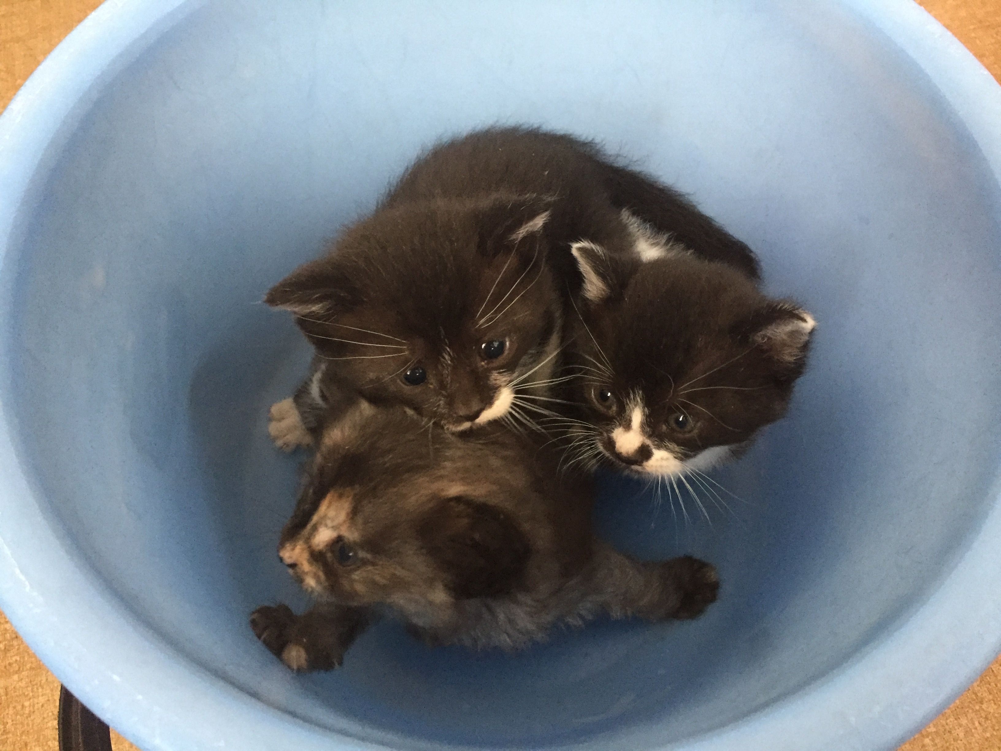 子猫大漁！！3匹保護しました。  奥多摩トラウトu0026房総ソルトルアー 