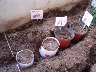 20120325 ichigo seed 11.jpg