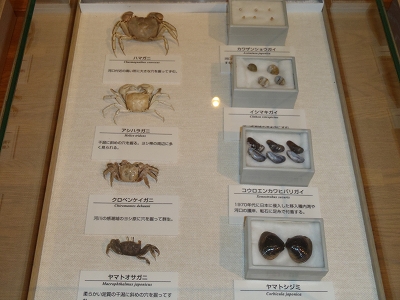 大阪市立自然史博物館2014年10月下旬8　塩性湿地の生物