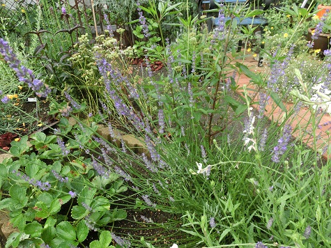 ラベンダーグロッソ