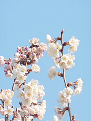 conv0536.JPG