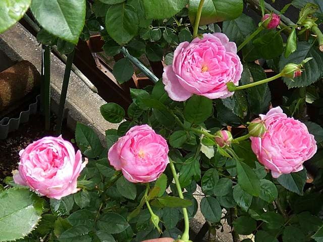 今日咲いてるバラ フランシスデュブリュイ みやこ シャンテロゼミサト など 三番花の蕾 バラの美と香りを求めて 楽天ブログ