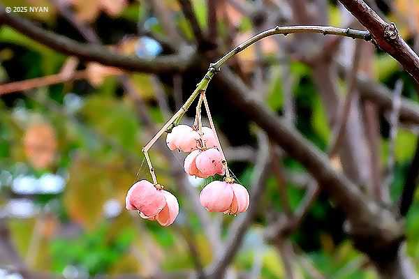 マユミ（檀・真弓、ニシキギ科）