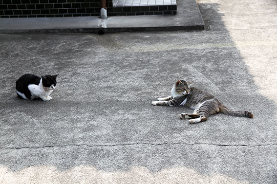 我が家のニャンコ♪2014/06/18-2