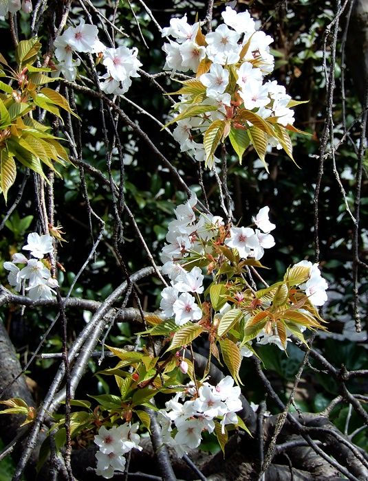 枝垂れ山桜18