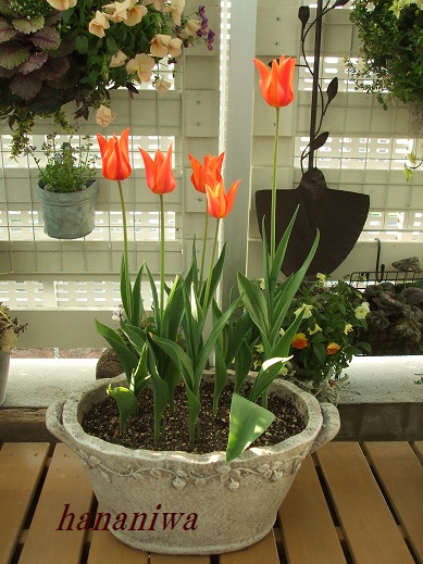 2012_0402トレッサ用寄せ植えとクレマチスの講座とカ0010.JPG