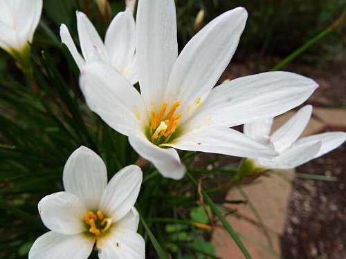 9-02 tamasudare-2-b.jpg