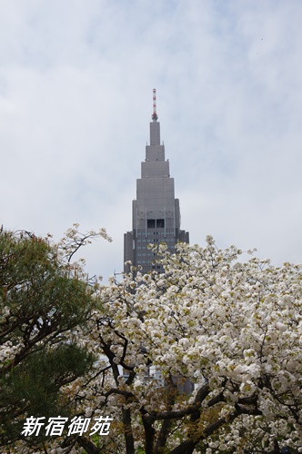 新宿御苑にて