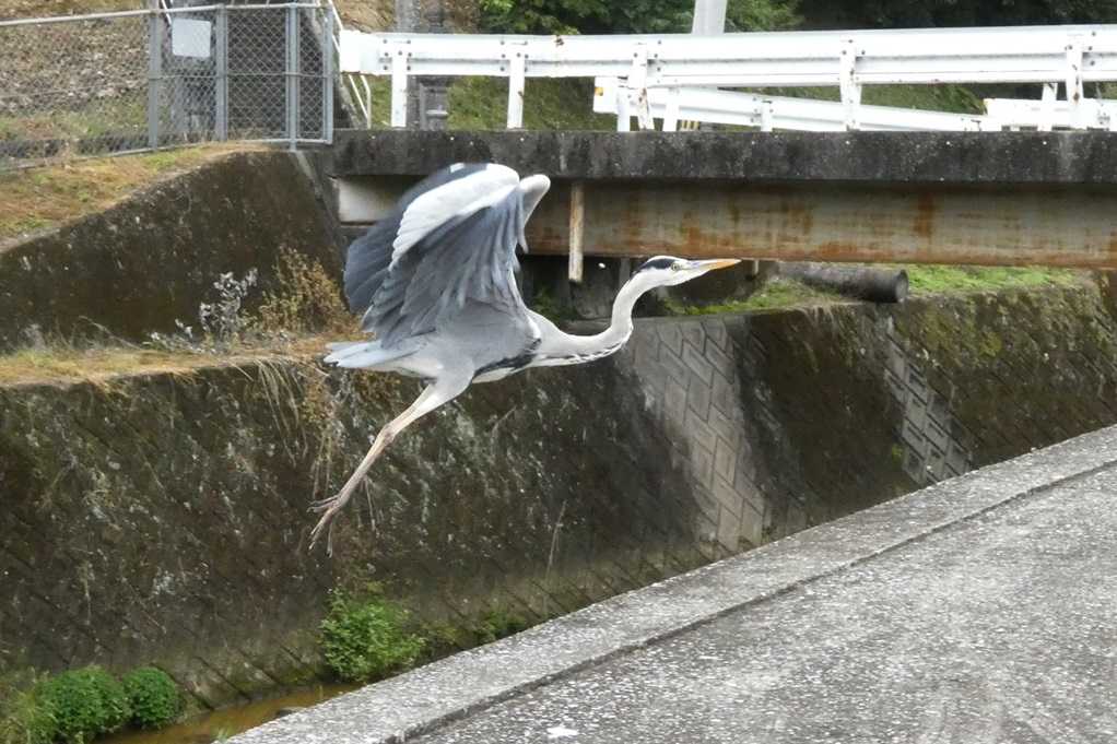 515