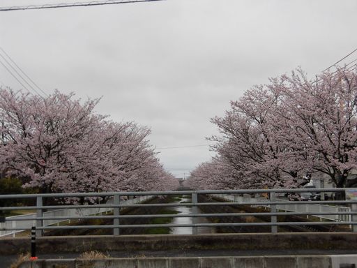 16.04.05桜２.JPG