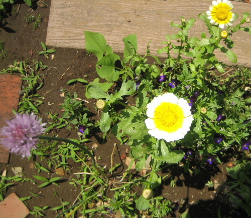 春菊とチャイブの花