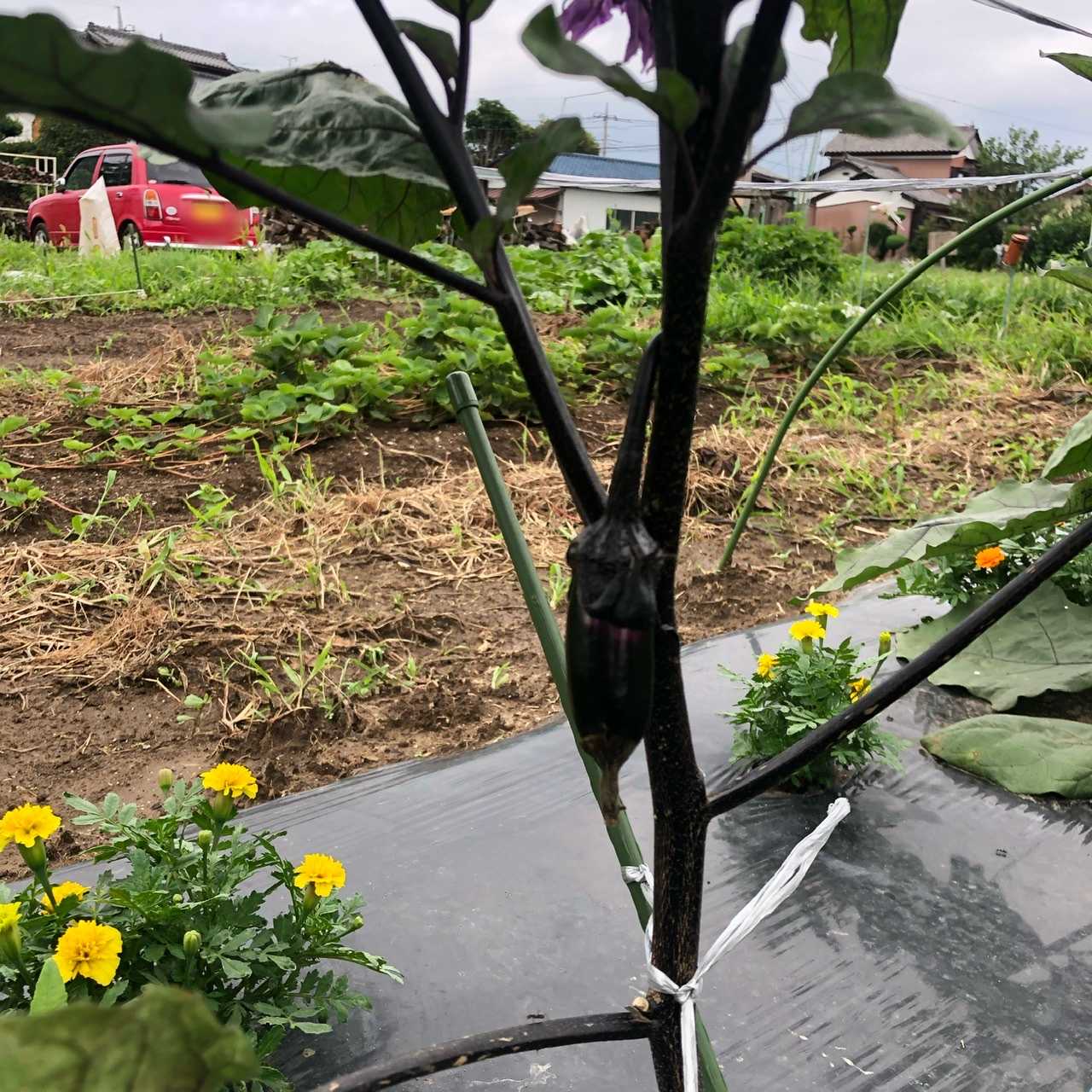 茄子の一番果を摘みました ちょろ松の家庭菜園奮闘記 楽天ブログ