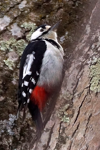 アカゲラ　北海道