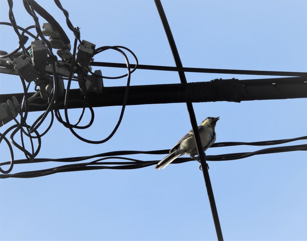 住宅地でシジュウカラ のん木ぶろぐ 楽天ブログ