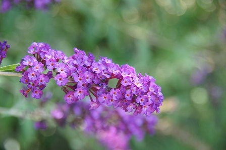 DSC08478.jpg