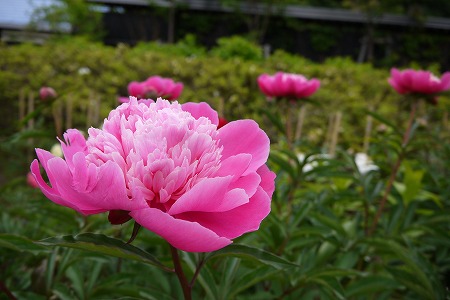 P1000649.jpg