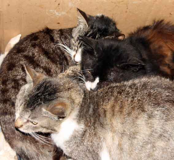 我が家のニャンコ♪2013/4/25-2