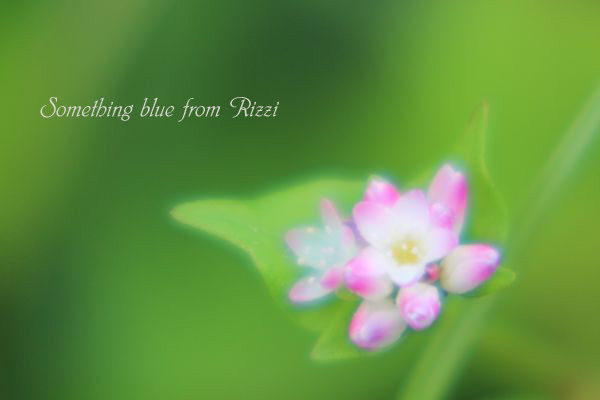 ミゾソバ